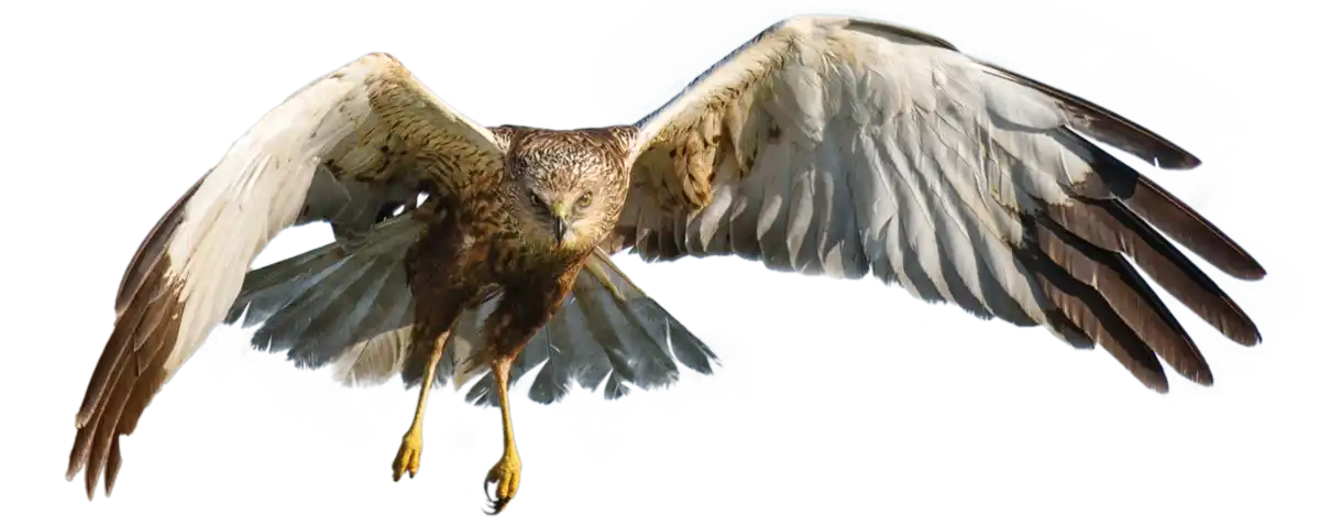 Marsh Harrier flying cutout with transparent background