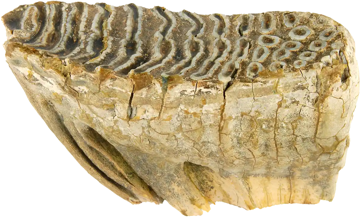 Archeological find of a singular wooly mammoth tooth in East Yorkshire with a cutout background.