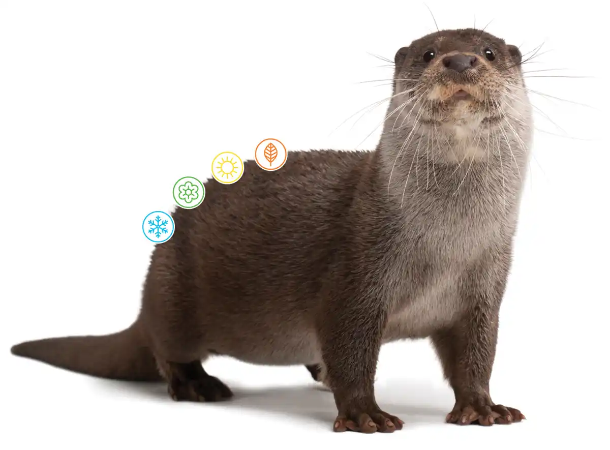 European Otter on a white background with X4 icon designs represent each session, Winter, Spring, Summer and Autumn. 