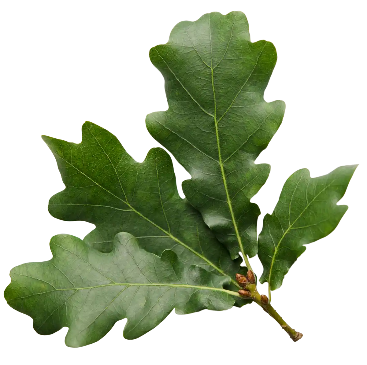 A Oak leaf with a cutout background.
