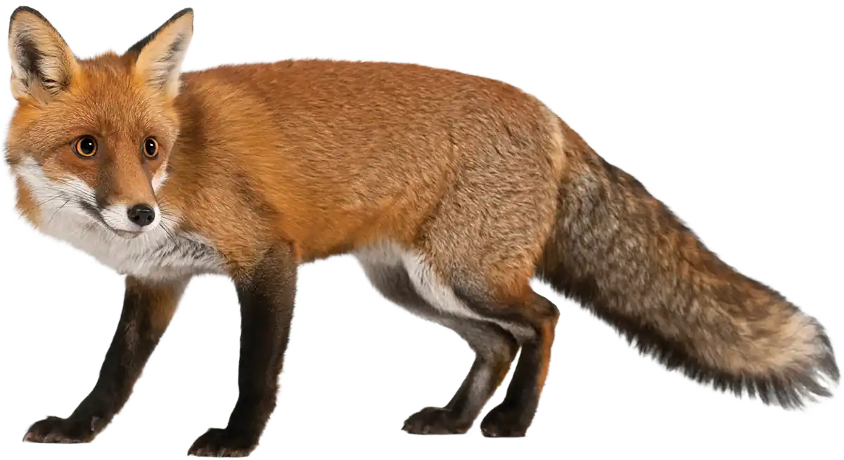 A Red Fox cutout on a transparent background.