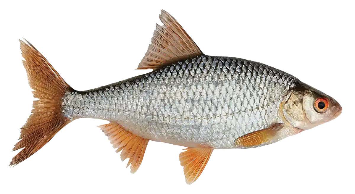 A Roach with a cutout background.