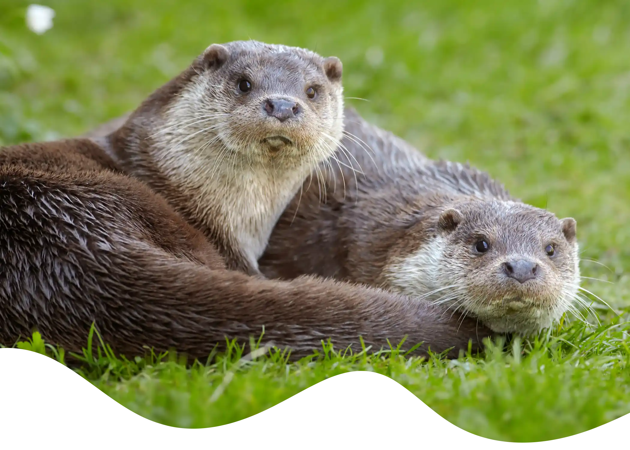 Two European Otters close together on the grass masked into a flowing shape.