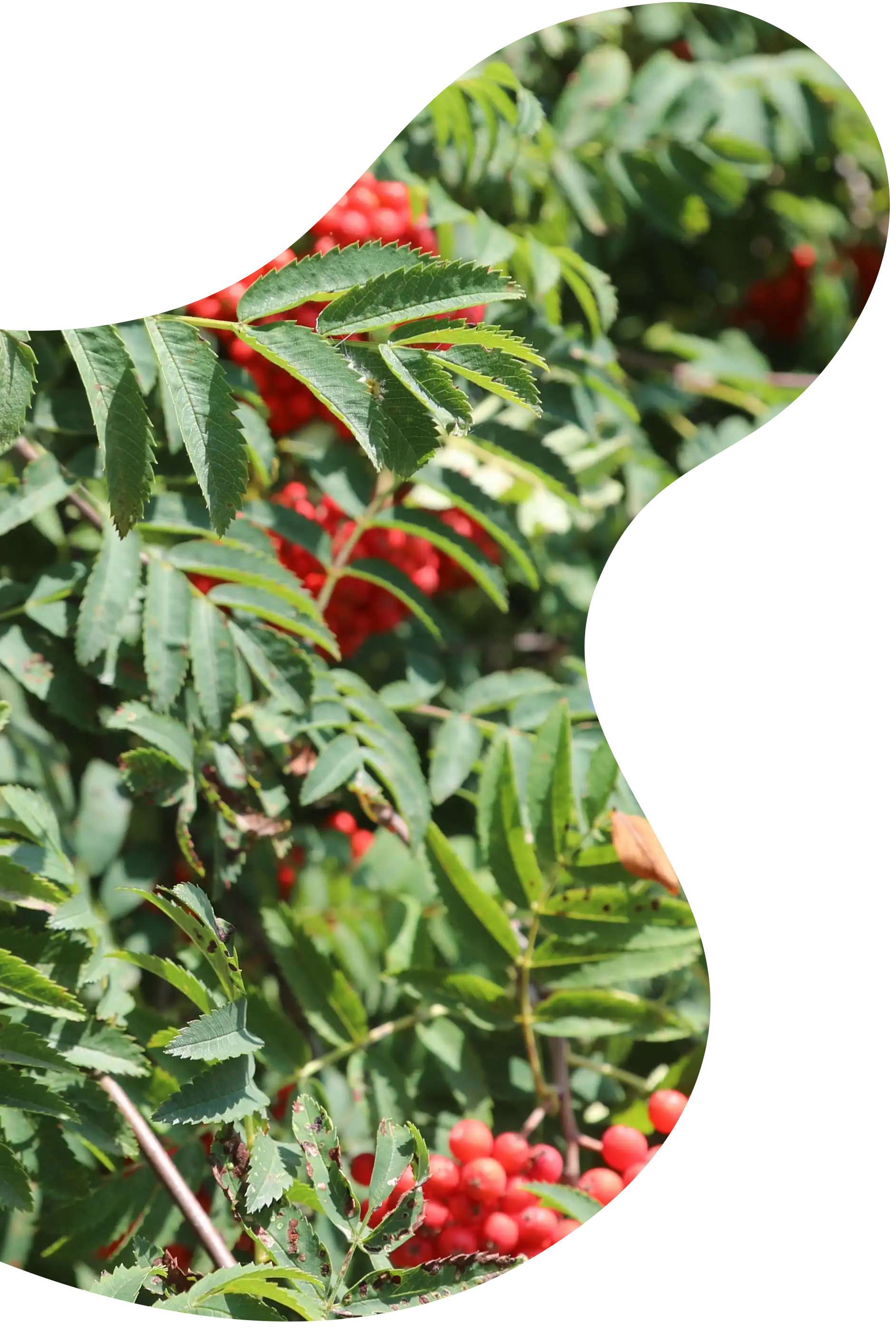 Rowan plant closeup masked into a organic shape.
