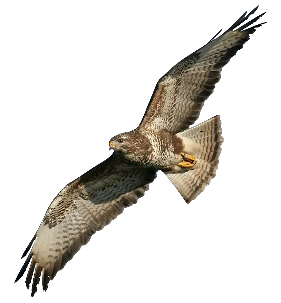 A Common Buzzard bird of prey cutout and with a transparent background.