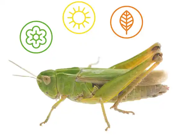 A Common Grass Hopper on a white background masked in a shape featuring four icons representing Spring, Summer and Autumn.