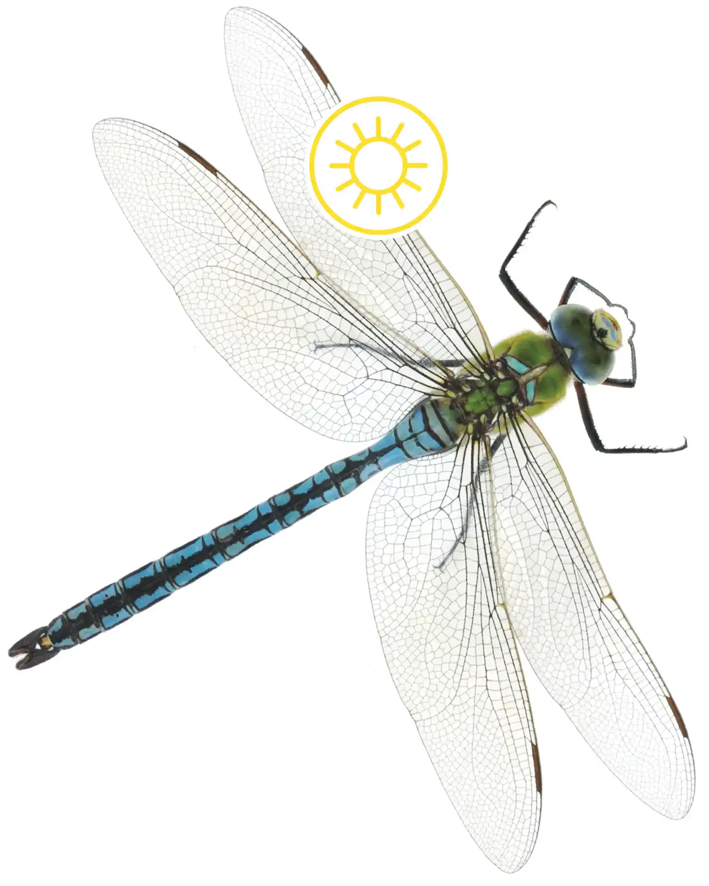 Emperor dragonfly on a white background, wing open and in full view with a summer icon.