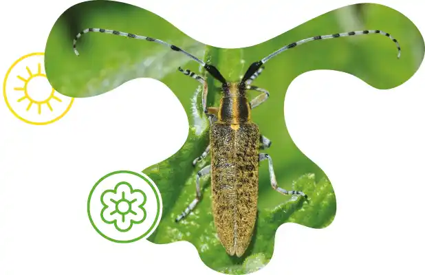Golden-bloomed Grey Longhorn on a leaf, with two icons representing Summer and Spring. 