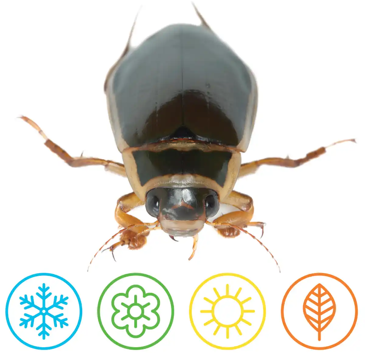 Great Diving Beetle with four icons representing Winter, Spring, Summer and Autumn.