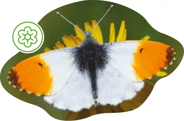 Orange-tip butterfly with masked into fluid shape, also featuring Spring icon.