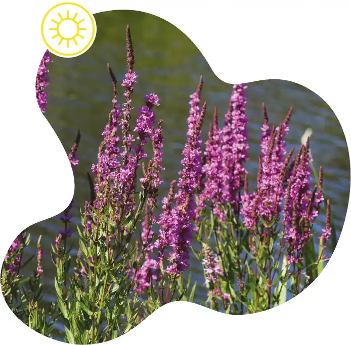 Purple Loosestrife plant masked into a fluid shape featuring a Summer icon.