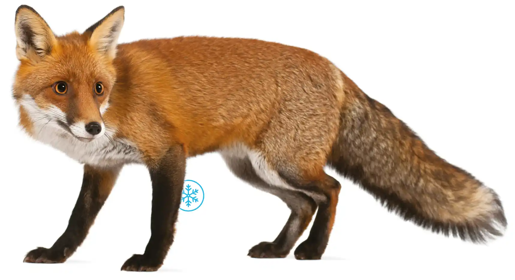 A Red Fox cutout on a white background featuring a Winter icon.