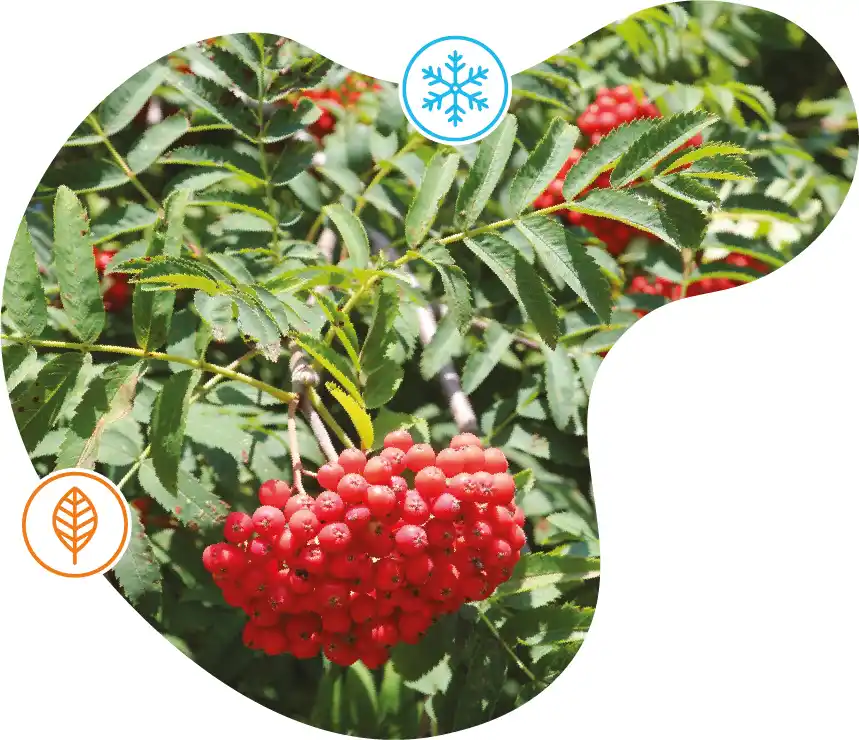 Rowan plant, masked into a fluid shape also featuring Autumn and Winter icons.