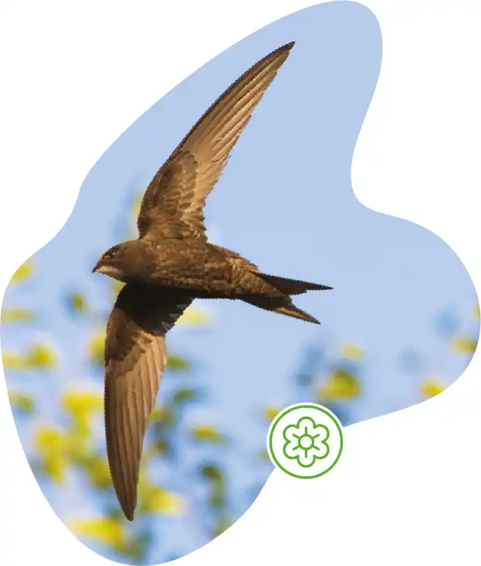 A Swift flying in a blue sky, masked into a fluid shape, featuring a Spring icon.