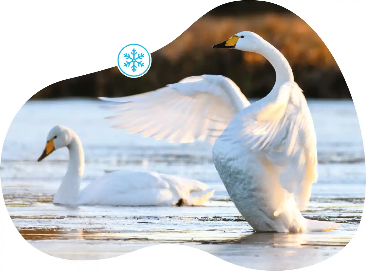 Two Whooper Swans, on water, one floating relaxed on the surface the other flexing it's wings whilst also on the surface. Features a Winter icon.