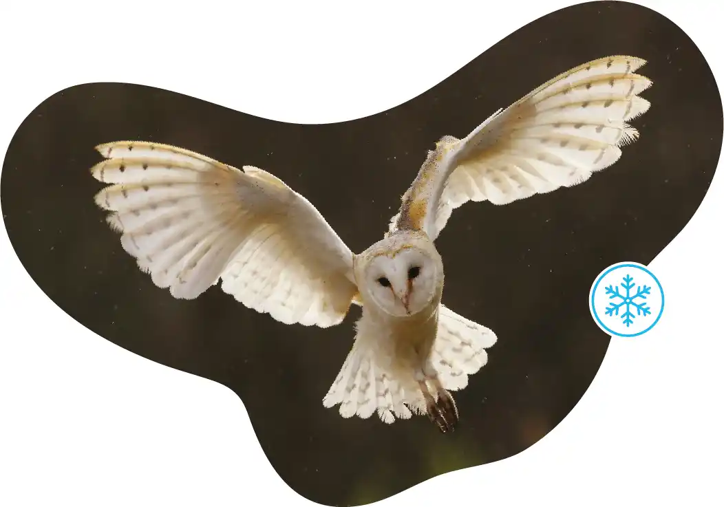Barn Owl in daytime flight masked in a fluid shape featuring a Winter Icon.
