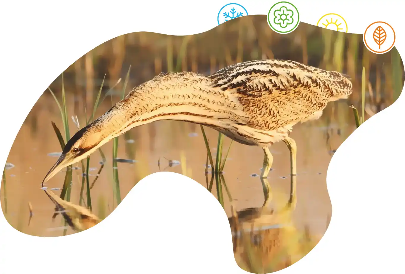 A Bittern stood in water looking for fish to eat masked in a shape featuring four icons representing Winter, Spring, Summer and Autumn.