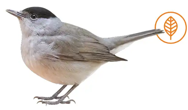 A black cap bird on a white background featuring an Autumn seasonal icon.
