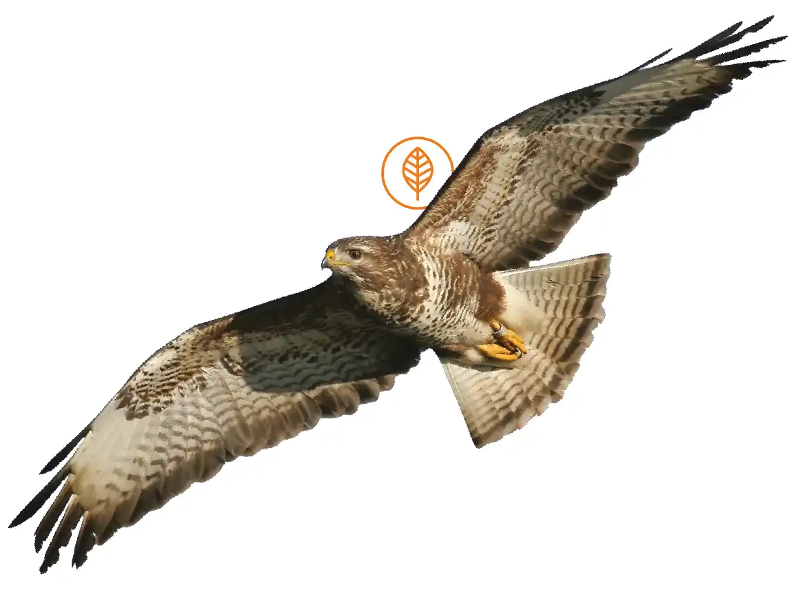 A Buzzard bird of prey in flight on a white background, also featuring a Autumn icon.
