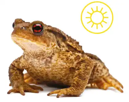 A Common Toad on a white background featuring a Summer seasonal icon.