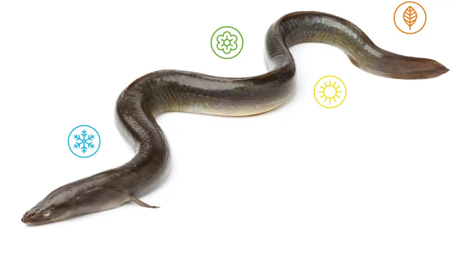 European Eel on a white background masked in a shape featuring four icons representing Winter, Spring, Summer and Autumn.