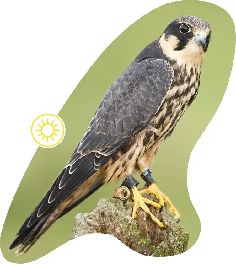 A Hobby bird of prey masked into a fluid shape, featuring a Summer icon.