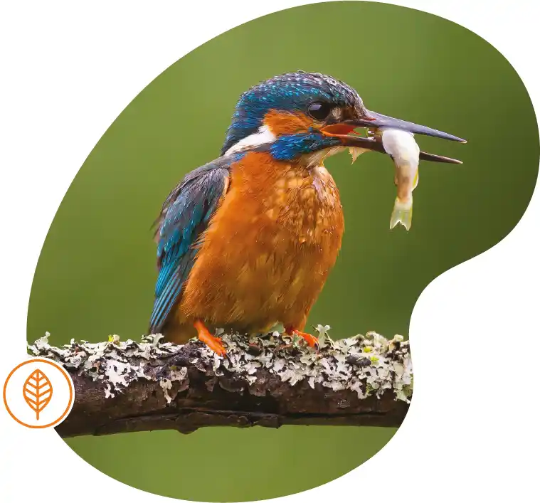 A closeup of a Kingfisher perched on a mossy tree branch with a fish in mouth. Masked into a fluid shape featuring a Autumn icon.