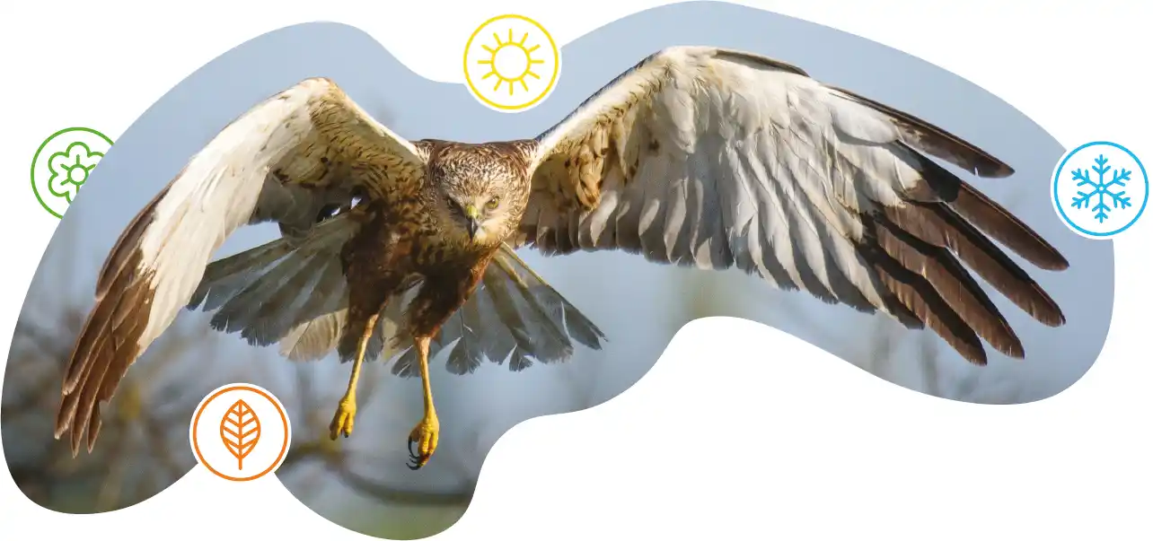 Marsh Harrier flying in a masked shape featuring four icons representing Winter, Spring, Summer and Autumn.