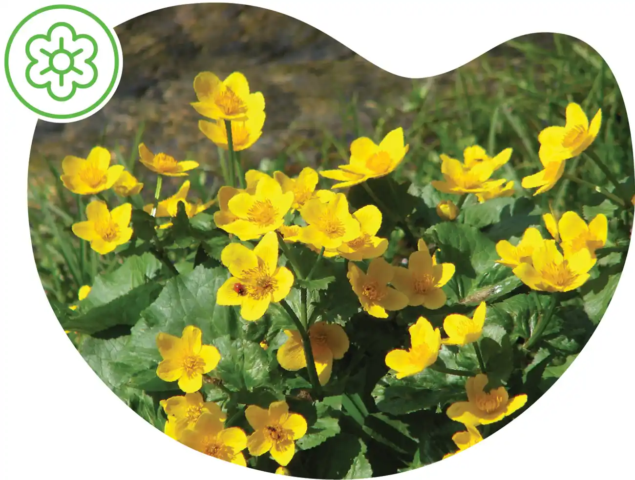 Marsh marigold masked into a fluid shape, featuring a Spring icon.