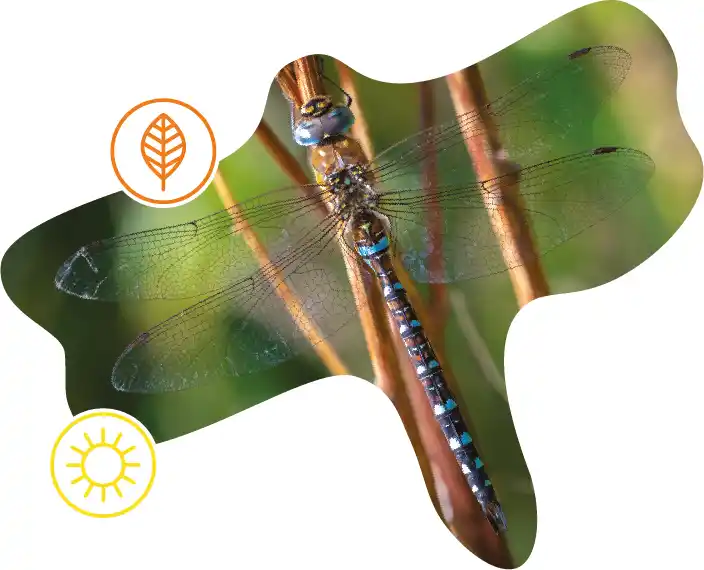 Migrant Hawker Moth on a twig , with two icons representing two seasons Summer and Autumn. 