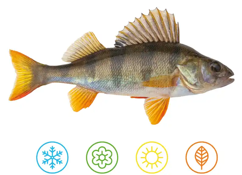 Perch fish on a white background, with icons presenting the four seasons, Winter, Spring, Summer and Autumn. 