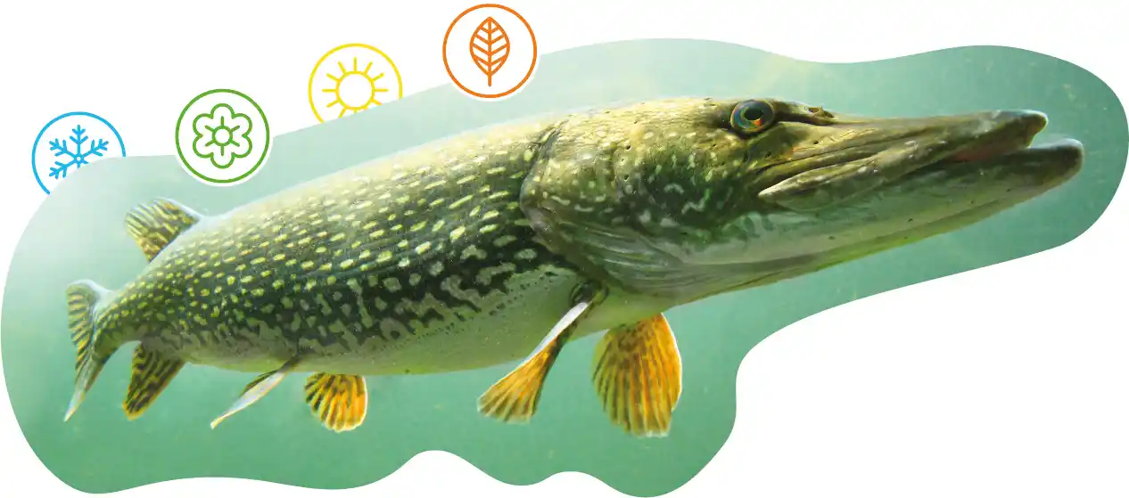 A swimming Pike with icons presenting the four seasons, Winter, Spring, Summer and Autumn. 