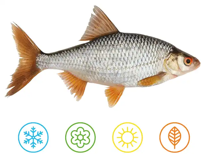 Roach fish on a white background, with icons representing the four seasons, Winter, Spring, Summer and Autumn. 