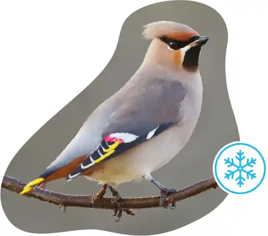 A Waxwing, perched a branch masked in a fluid shape with a Winter icon.