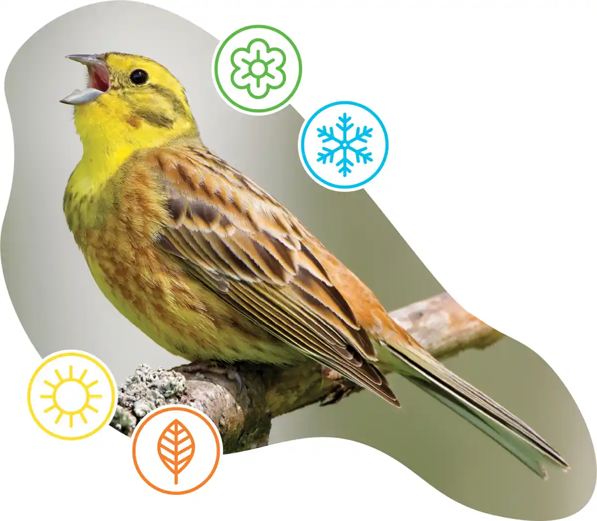 Yellowhammer bird perched on a tree branch, with four icons representing Winter, Spring, Summer and Autumn.
